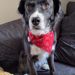 Fundraising Page: Allie Fritschen